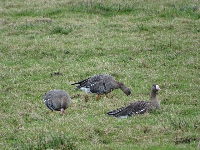 森纳还是切 森纳还是切