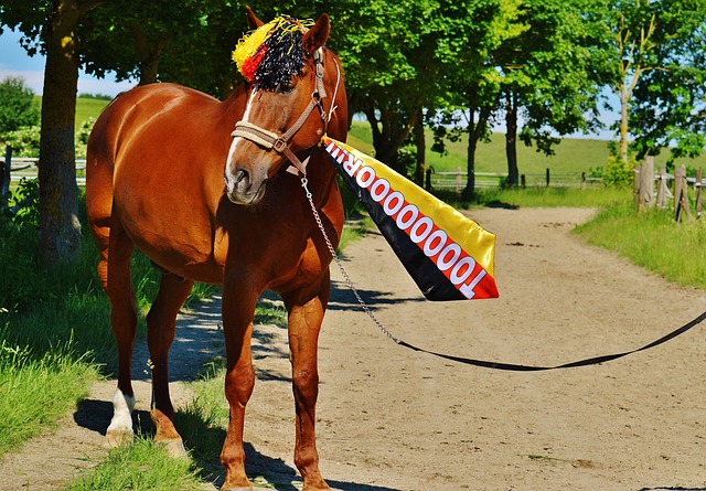 轻的轮换球 轻的轮换球