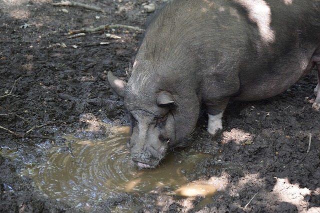 化打法的高 化打法的高